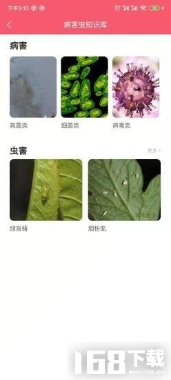 樱桃医生